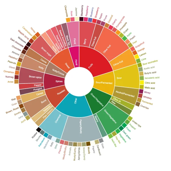 What Are Coffee Tasting Notes? The Complete Guide to Understanding Coffee Flavor Profiles